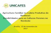 Agricultura Familiar na Cadeia Produtiva do Biodiesel ... · – Atração de empresas de biodiesel de outras regiões para aquisição de ... Produtividade Média (t/ano) 3,6 5,2