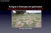 Fungos e Doenças em gramados FEDERAÇÃO PAULISTA de …fpgolfe.com.br/pdf/palestras/12-FPFSITE.pdf · Rhizoctonia •Esmeralda é mais sensível. •Grama Bermuda também é atacada.