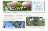 Autor: A cochonilha - Direção Regional de Agricultura e ... · Novembro de 2011 Ciclo de vida da cochonilha de S. José Fig. 1- Macieira com ramos secos em consequência de um ataque