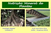 Nutrição Mineral de Plantas - PIBID Biologia-UFAL · obtêm e utilizam os nutrientes minerais. ... ciclo de vida, apresentando um papel fisiológico claro. ... rota de absorção