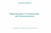 Reprodução e Transmissão de Cromossomos - uenf.bruenf.br/.../files/2014/09/Mitose-e-meiose-atualizado-em-02-Out-13.pdf · Reprodução Sexuada . ovótide . Óvulo maduro . Até