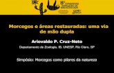 Morcegos e áreas restauradas: uma via de mão dupla · Morcegos e áreas restauradas: uma via de mão dupla Ariovaldo P. Cruz-Neto ... (Martinéz-Ramos and Soto-Castro, ...