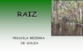 RAIZ - satuf.netsatuf.net/biologia/morfo.pdf · Regiões constituintes da estrutura interna da raiz primária ... •Metabolismo da Planta; ... interna da parede ovariana que se acha