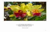 ANTONIO ZACARELLI MARIA APARECIDA FERREIRA SUELY … · 4 APRESENTAÇÃO Bach, Minas, Agnes, Gaia, Califórnia, Austrália. Esses são seis dos mais famosos florais encontrados hoje