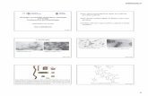 Fito1 - Aula - Virologia [Modo de Compatibilidade] · evidenciando a posição do ácido nucléico em relação as moléculas de proteínas que formam o ... Os esquemas A, B e C ...