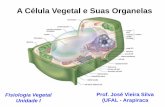 A Célula Vegetal e Suas Organelas - PIBID Biologia-UFAL · - Estrutura reforçadas: crescimento em direção à luz e contra a gravidade ... - Angiospermas (250 mil): sementes em