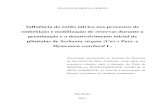 Influência do óxido nítrico nos processos de ...arquivos.ambiente.sp.gov.br/pgibt/2013/09/Juliana_Kuroiva_Zerlin... · Hymenaea courbaril L. Dissertação apresentada ao Instituto