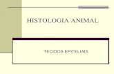 HISTOLOGIA ANIMAL - flaudiooi.files.wordpress.com · HISTOLOGIA ANIMAL TECIDOS EPITELIAIS . EPITÉLIOS DE REVESTIMENTO . EPITÉLIOS DE REVESTIMENTO . TIPOS DE EPITÉLIOS DE REVESTIMENTO