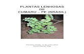 Plantas lenhosas de Cumaru 1 - Portuguêscumaru-pe.com.br/data/documents/Plantas-lenhosas-de-Cumaru-2012.pdf · encontrei nenhum nome viável têm a designação ¨Desc¨, e um número.