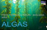 PROF. FERNANDO BELAN - BIOLOGIA MAIS ALGASbiologiamais.com.br/download-119/ba14-algas.pdf · Parede celular de sílica (sem celulose). DIATOMÁCEAS. ALGAS DIATOMÁCEAS ... Clorofila