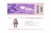 Sistema Reprodutor Feminino - cientic.com · Sistema reprodutor feminino Morfologla e funçöes especificas ... clitóris — sensibilidade sexual: ... induzidas por hormonas ováricas.
