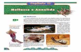 Full page photo - e-conhecimento.com.bre-conhecimento.com.br/wp-content/uploads/2015/03/Bio2_Cap11_Reino... · Os cefalópodes, no entanto, apresentam sistema circulatório fechado.