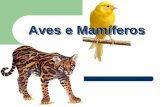 Aves e Mamíferos - colegioequipe.com.brferos.pdf · Características Gerais Bípedes, pela transformação dos membros anteriores em asas, o que lhes permite a faculdade de voar.