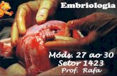 Embriologia - colegionomelini.com.br · estuda o desenvolvimento do embrião, ... sistema nervoso Endoderme fígado e pâncreas sistema respiratório sistema digestório Mesoderme