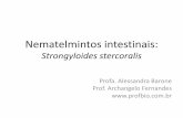 Strongyloides stercoralis - profbio.com.br · Nematelmintos intestinais: Strongyloides stercoralis Profa. Alessandra Barone Prof. Archangelo Fernandes