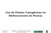 Uso de Plantas Transgênicas no Melhoramento de Plantas20de%20Plantas... · Genes de resistência a insetos expressos em plantas GM ... Aumento do Volume de Madeira em Pinus . ...