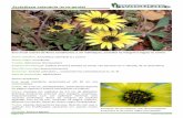 Arctotheca calendula (erva-gorda) · Erva anual rasteira de flores semelhantes a um malmequer, amarelas na margem e negras no centro. Nome científico: Arctotheca calendula (L.) Levyns