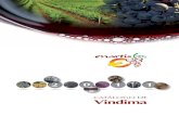 CATÁLOGO DE Vindima - enartis.com.pt Vindima 2011.pdf · ser aplicada tanto em mostos, como na maceração pelicular de uvas ... fenólicos e ferro. Usado durante a fermentação