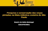 Pesquisa e conservação das onças pintadas na Mata ... · Alto Paraná – em média 88 anos para a extinção da espécie (Cullen et al. 2005) Serra do Mar – 4 animais sabidamente