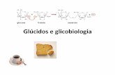 Glúcidos e glicoproteínasmoodle-arquivo.ciencias.ulisboa.pt/1314/pluginfile.php/60739/mod... · dos poliósidos . Os organismos contêm uma grande variedade de derivados de hexoses