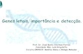 Genes letais, importância e detecção. - USPusp.br/gmab/discip/zab1304/aula3.pdf · 3 Genes letais/deletérios •Existem inúmeras doenças ou erros metabólicos, em humanos e