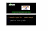 CÉLULAS MUSCULAR – Fibra Muscularporteiras.s.unipampa.edu.br/biotech/files/2011/04/Aula-VIII-Tecido... · Deslizamentos dos filamentos grossos e finos entre ... Controle postura