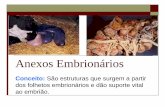 Anexos Embrionáriosmedicinaveterinaria.hol.es/SEGUNDO PERIODO/HISTOLOGIA E... · 2016-03-14 · Equino – Anexos Fetais . Equino – Anexos Fetais . Equino – Anexos Fetais . Placenta: