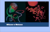 Mitose e Meiose - IB · de que É formado um cromossomo? estrutura dos cromossomos de que É formado um cromossomo? estrutura dos cromossomos empacotamento . ... meiose . mitose .