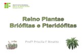Profª Priscila F Binatto - bioifnmg.files.wordpress.com · Flores e frutos Espermatófitas (plantas que produzem sementes) Traqueófitas (plantas vasculares) Embriófitas Órgãos