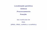 Localização genética Síntese Processamento Funçãobmg.fc.ul.pt/Disciplinas/FundBiolMolec/14... · Processamento Função das moléculas de RNA (tRNA, rRNA, snRNAs e snoRNAs)