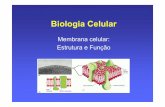 Membrana celular: Estrutura e Função - w3.ualg.ptw3.ualg.pt/~jvarela/bc/bloco2/T04_Membranas.pdf · celular é assimétrica. A assimetria membranar é fundamental para a transmissão
