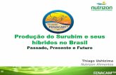 Produção do Surubim e seus híbridos no Brasilabccam.com.br/wp-content/uploads/2016/12/Thiago-Ushizima.pdf · Bom desempenho com dietas de baixo teor proteico; Boa conversão alimentar