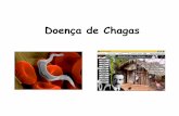 Doença de Chagas 2011 - Placeholder pagelineu.icb.usp.br/~farmacia/ppt/antigos/Chagas_diu2011.pdf · única contendo um cinetoplasto ... e uma sequência líder (spliced leader)