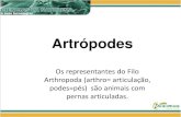 Artrópodes - tapetedepedra.weebly.comtapetedepedra.weebly.com/uploads/5/6/9/2/569206/aula_artropodes... · Artrópodes • Todos os artrópodes possuem um exoesqueleto (esqueleto