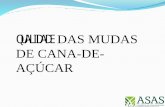 QUALIDADE DAS MUDAS DE CANA-DE- AÇÚCAR - Coopercitruscoopercitrus.com.br/upload/Qualidade_das_mudasCANA-DE... · 2016-02-26 · Como efetuar o tratamento térmico Perfeito controle