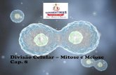 Divisão Celular Mitose e Meiose Cap. 8 - Sacramentinascolegiosacramentinas.com.br/professor/wp-content/uploads/2015/09/... · Duplicação do núcleo ... 1ª - Reducional ( 1 2)