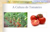 A Cultura do Tomateiro - uenf.br · Egito Espanha Irã Brasil – 4.310.477 t México ... tomate para a China e países do sul e sudeste asiático Século XVIII - Japão e os EUA.