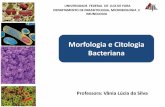 Morfologia e Citologia Bacteriana - ufjf.br · • Atuam como estrutura de sobrevivência - condições ambientais desfavoráveis. Ciclo de vida de uma bactéria formadora de endósporos.