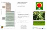 Certificação passo a passo Legislação e fontes de informação · Certificação mais fácil e aplicável a diferentes tipos de florestas Organização guarda-chuva, isto é,