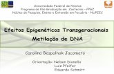 Efeitos Epigenéticos Transgeracionais Metilação de DNA · Ambiente uterino; Associações entre ... Alterações na expressão gênica são herdáveis Transgeracionais ... Investigar