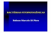BACTÉRIAS FITOPATOGÊNICAS Robson Marcelo Di Pierolabfitop.paginas.ufsc.br/files/2017/04/Bacterias-parte-I.pdf · Bacterias parte I Author: Robson Created Date: 5/7/2010 11:57:10