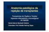 Anatomia patológica da rejeição de transplantes patologica dos transplantes.pdf · • Fundamentais para a ativação completa dos linfócitos T • CD28 (LT) e CD80, CD86. Estágios