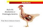 Anatomia e Fisiologia Aviária - gectaunibh.comgectaunibh.com/wp-content/uploads/2018/08/Aula-Anatomia-e... · Anatomia e Fisiologia Aviária . Sumário 1. Sistema Nervoso 2. Sistema