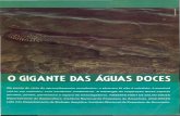 Osteo- - Repositório do INPA: Página inicialrepositorio.inpa.gov.br/bitstream/123/848/1/o gigante das aguas.pdf · doces', é o único representante vivo da re- ... de Manaus, mas