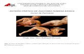 ROTEIRO PRÁTICO DE ANATOMIA HUMANA BÁSICA Curso …¡tico-Anatomia... · universidade federal de juiz de fora instituto de ciÊncias biolÓgicas departamento de anatomia roteiro