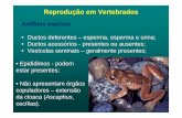 Reprodução em Vertebrados - ufpa.br · • O trato genital das fêmeas de répteis, aves e monotremados assemelham-se na forma geral; Reprodução em Vertebrados Répteis ... Reprodução