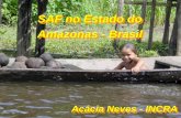 SAF no Estado do Amazonas - Brasil - tctp.cpatu.embrapa.brtctp.cpatu.embrapa.br/edicoes-anteriores/i-curso/experiencias... · O biribá é mais vigoroso e de maior porte que a graviola,