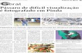 Pássaro de difícil visualização é fotografado em Pindajornaltribunadonorte.net/wp-content/uploads/2018/02/EDITAL-9046-DE... · zangão (de acordo com o interesse) em tamanho
