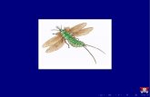 Evolução e Filogenia dos Insetos - PDF file3 Evolução dos insetos Quando surgiram os insetos? Quem são os ancestrais dos insetos? Como os insetos evoluiram? 4 Filogenia dos insetos