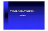 V rus parte IIlabfitop.paginas.ufsc.br/files/2017/04/Virus-parte-II.pdfMosaico do Mamoeiro ou Mancha anelar (Papaya ringspot virus – PRSV-P) - PRSV é Potyvirus (1 molécula RNA